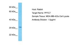 PPTC7 Rabbit anti-Human, Polyclonal, Novus Biologicals 0.1 mL | Buy Online | Novus Biologicals | Fisher Scientific